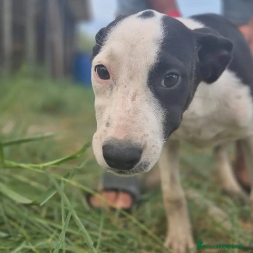Meticcio cani in regalo: LISA 🩷 FERMA PER UNA FOTO? IMPOSSIBILE! a Provincia di Ancona - Annuncio 2