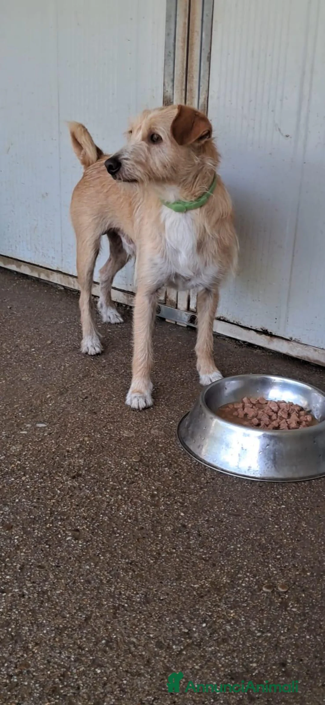 Meticcio cani in regalo: Mix yorkini 4 e7 anni,tg piccola,finiti in canile - Annuncio 8