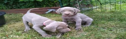 Weimaraner cani in vendita: Cuccioli Weimaraner - Annuncio 15