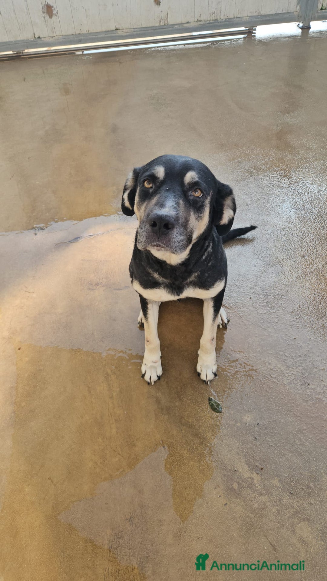 Meticcio cani in regalo: Fabrizia: taglia grande, dolce ed equilibrata  - Annuncio 14