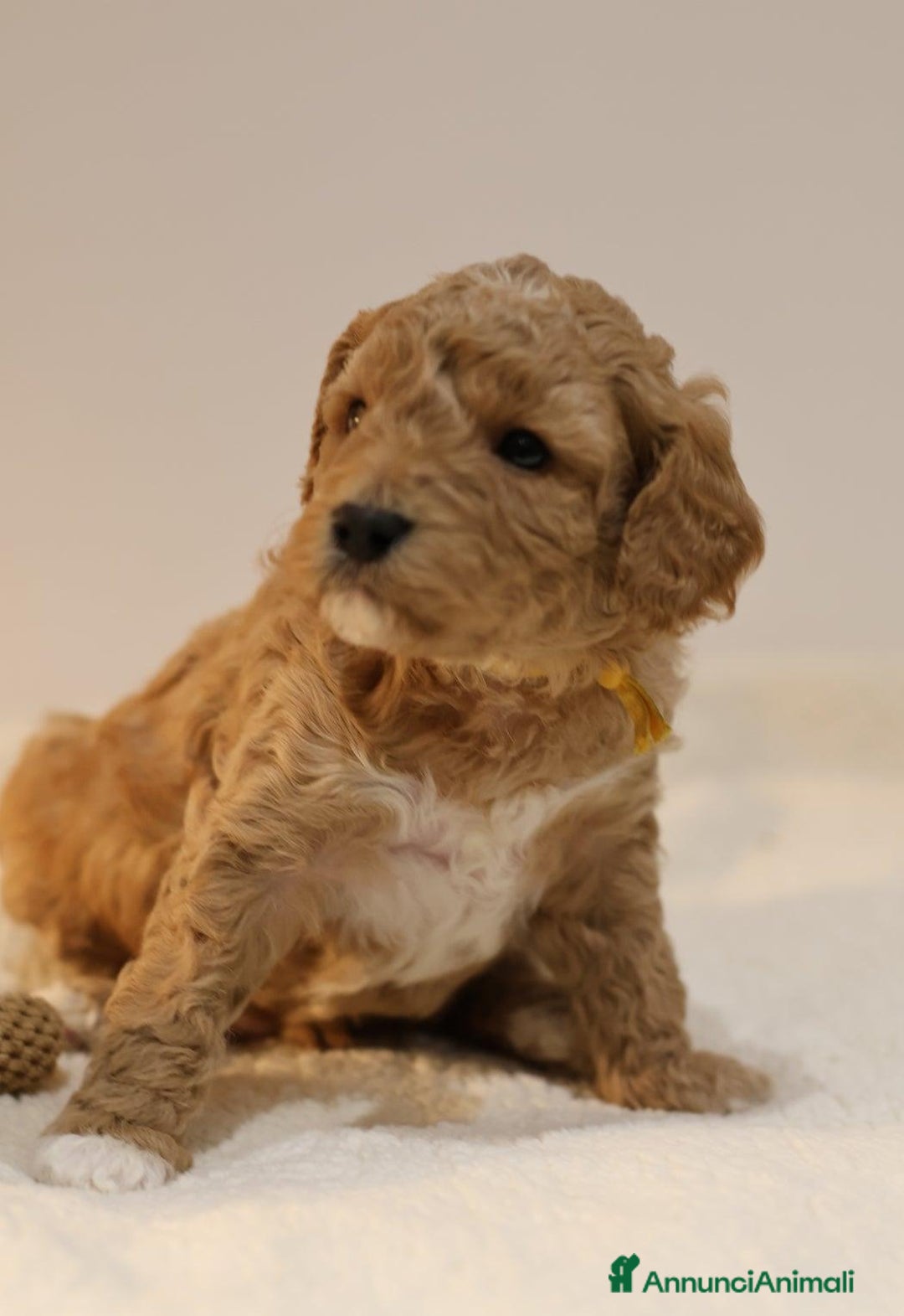 Meticcio cani in vendita: Cuccioli di F1BB Cavapoo Rosso & Crema - Annuncio 2