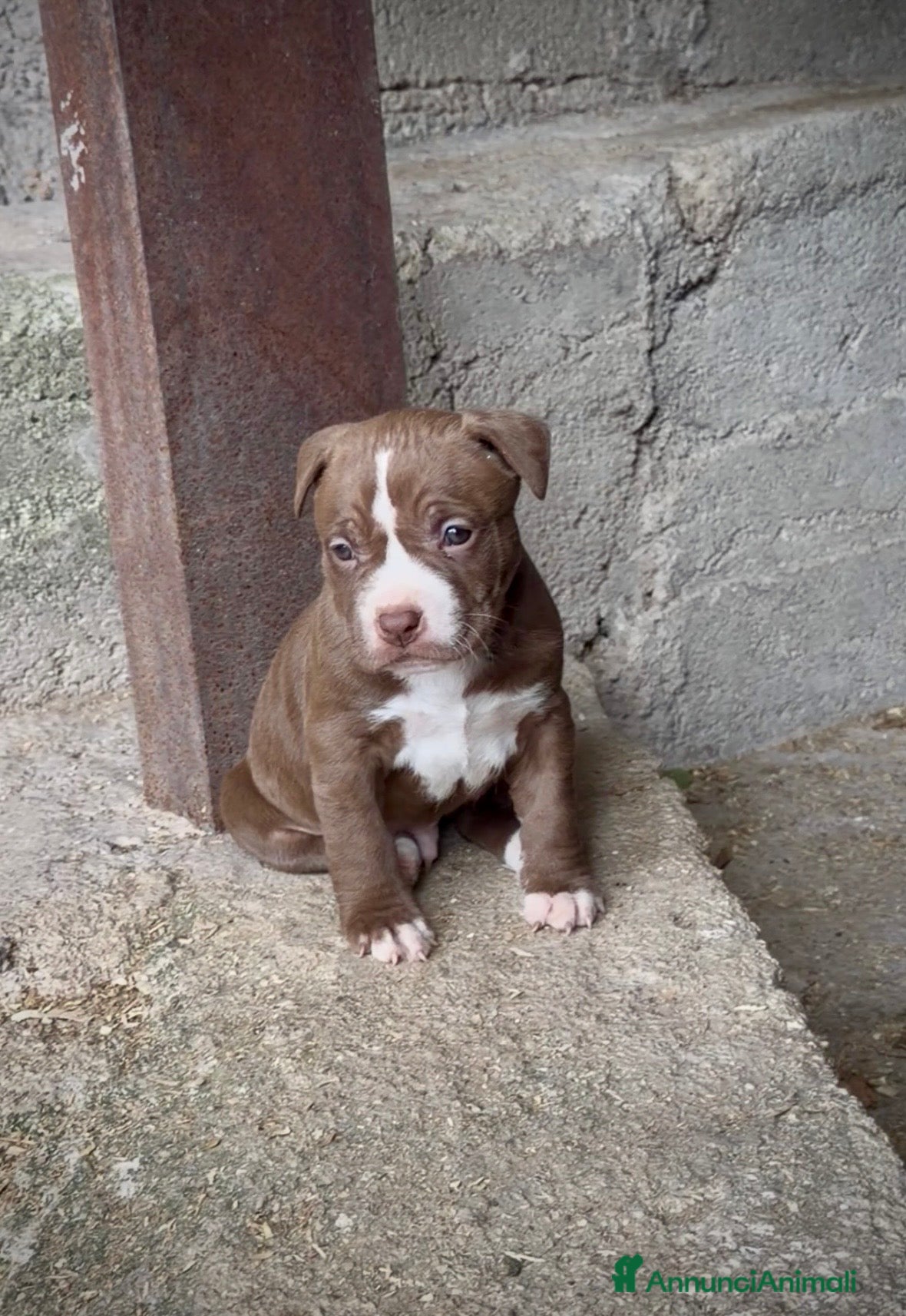 Pitbull cani Cuccioli American Pitbull Terrier-pronti 27 aprile - Annuncio 1