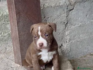 Pitbull cani Cuccioli American Pitbull Terrier-pronti 27 aprile - Annuncio 1