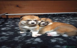 Akita Inu cani in vendita: Prenotazioni CUCCIOLI AKITA LOMBARDIA a Province of Como - Immagine 3
