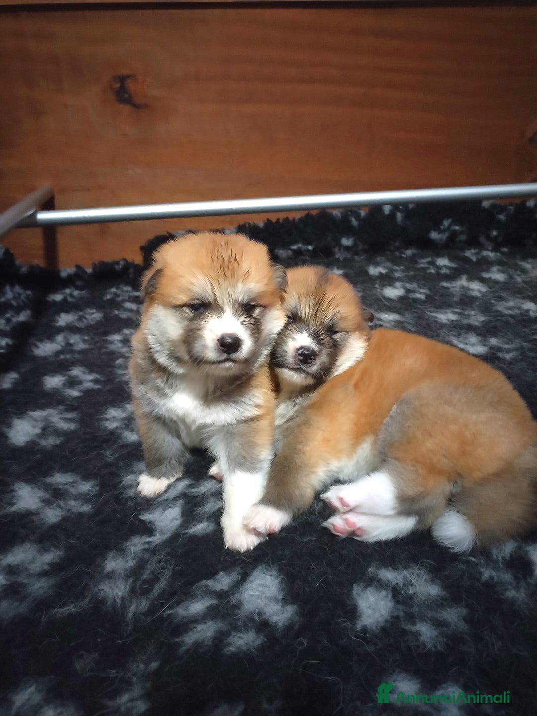 Akita Inu cani in vendita: Prenotazioni CUCCIOLI AKITA LOMBARDIA a Province of Como - Immagine 3