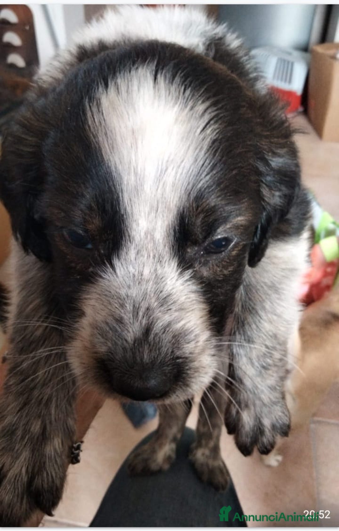 Altre razze cani in regalo: Mogli, Maffin, Meringa e Morfea cuccioli cercano f a Città metropolitana di Roma Capitale - Annuncio 2