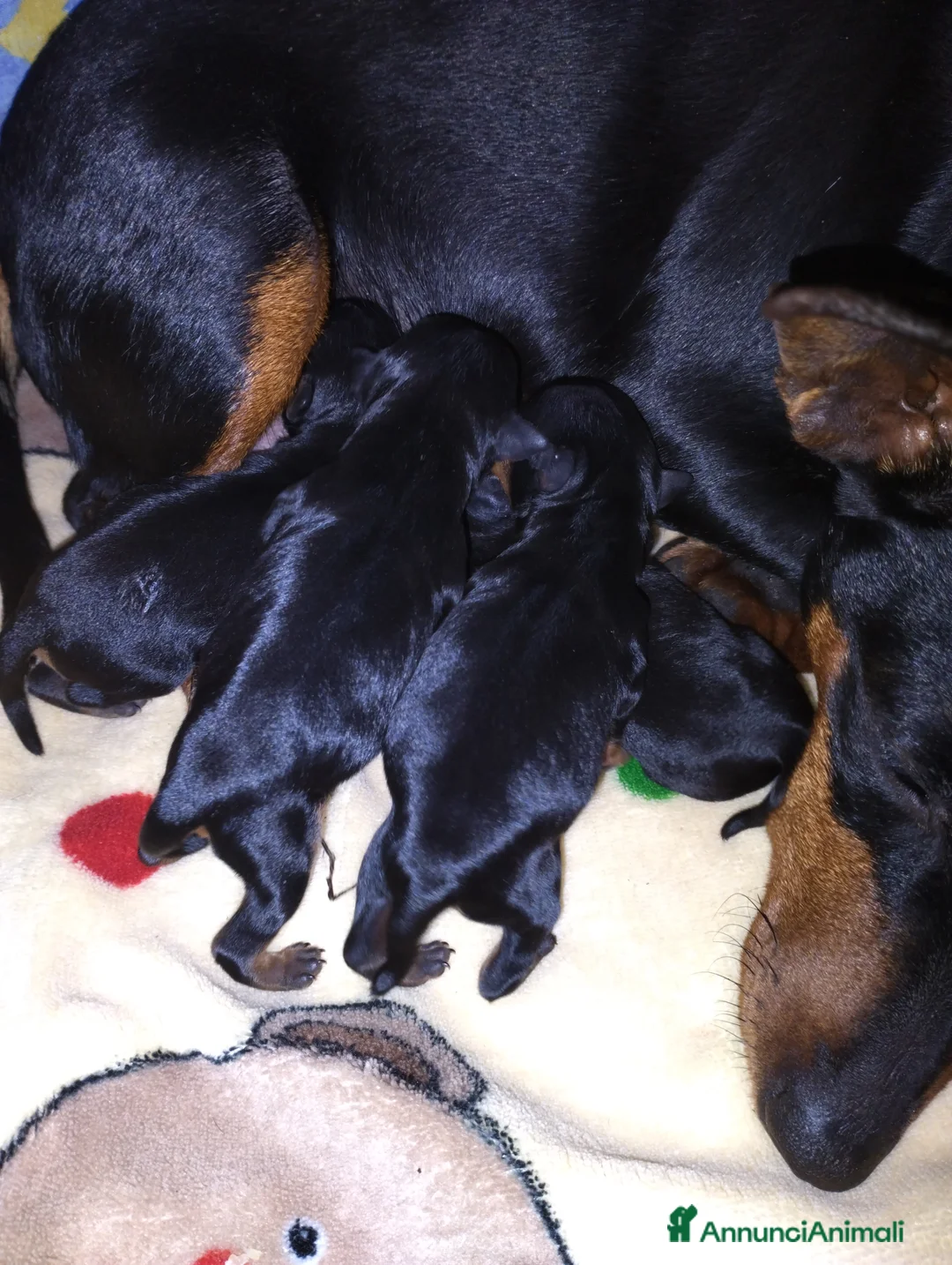 Pinscher Miniatura cani in vendita: Pinscher Nano - Annuncio 4