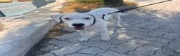 Meticcio cani in regalo: Alice a Città Metropolitana di Venezia - Annuncio 1
