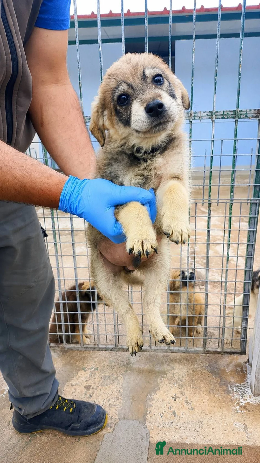 Meticcio cani in regalo: Bing e Sula - Annuncio 1