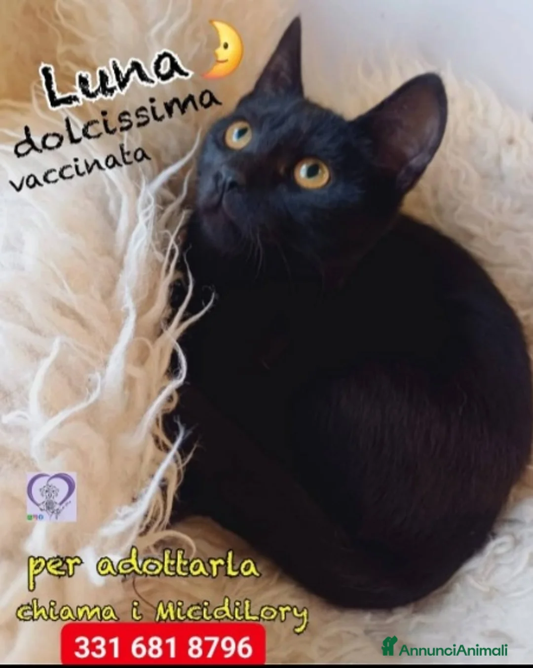 Europeo gatti in regalo: Micina nera e tartarugata NESSUNO LE NOTA!ROMA SOS a Città metropolitana di Milano - Annuncio 2