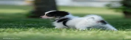 Papillon cani in vendita: Piccola femminuccia di Phalène - Annuncio 2