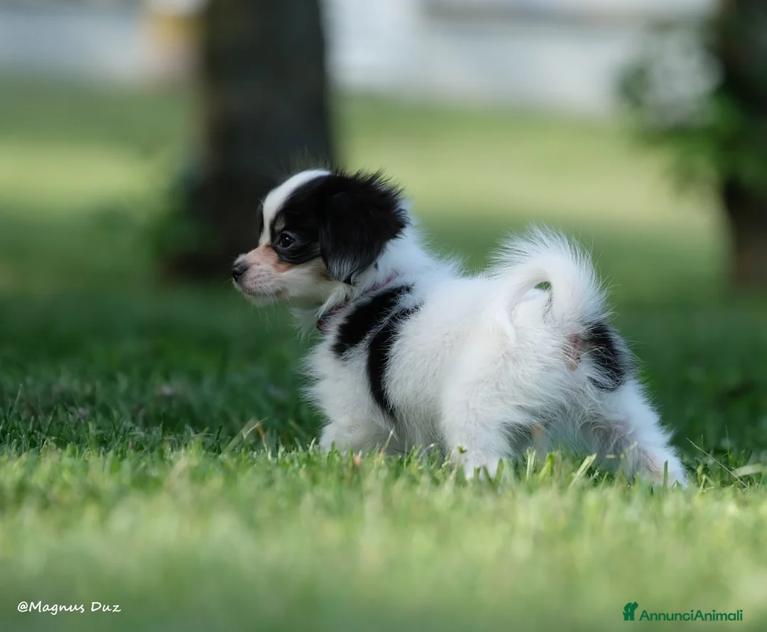 Papillon cani in vendita: Piccola femminuccia di Phalène - Annuncio 2