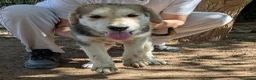 Meticcio cani in regalo: Cuccioli meticci cercano casa - Annuncio 5
