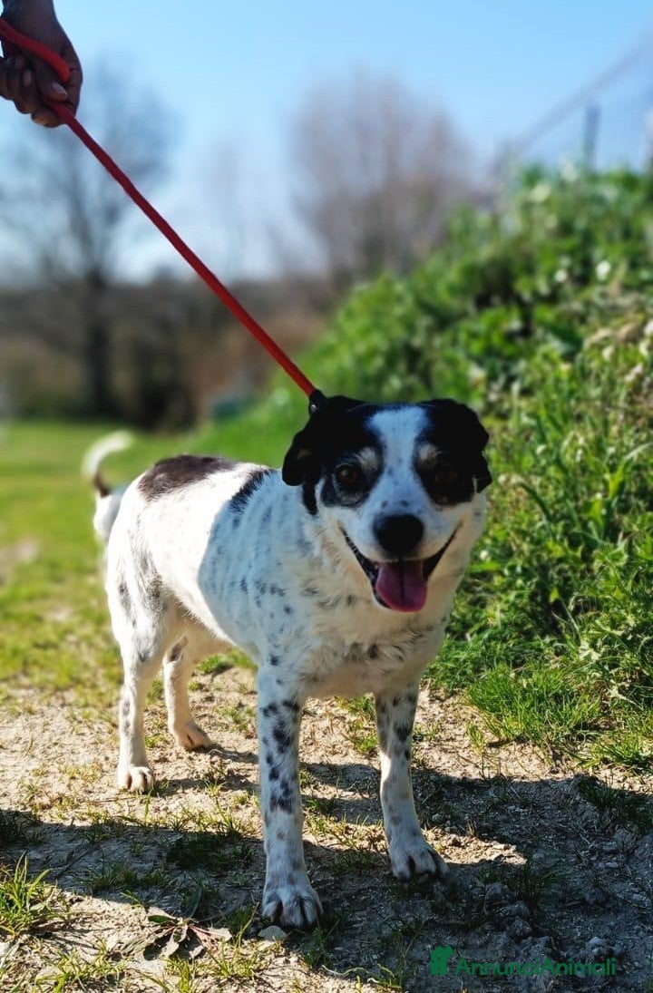 Meticcio cani Cagnolina taglia piccola - Annuncio 29