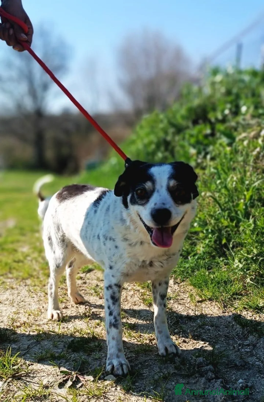 Meticcio cani in regalo: Cagnolina taglia piccola - Annuncio 1