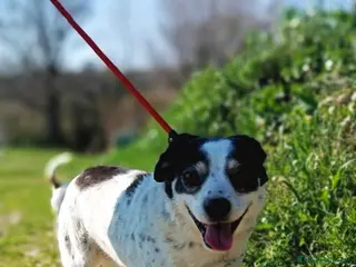 Meticcio cani Cagnolina taglia piccola - Annuncio 29