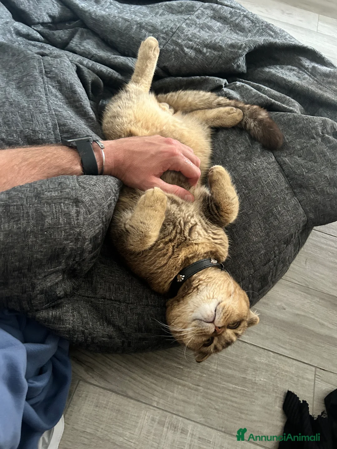 Scottish gatti per accoppiamento: Tito cerca fidanzata  a Città Metropolitana di Genova - Annuncio 17