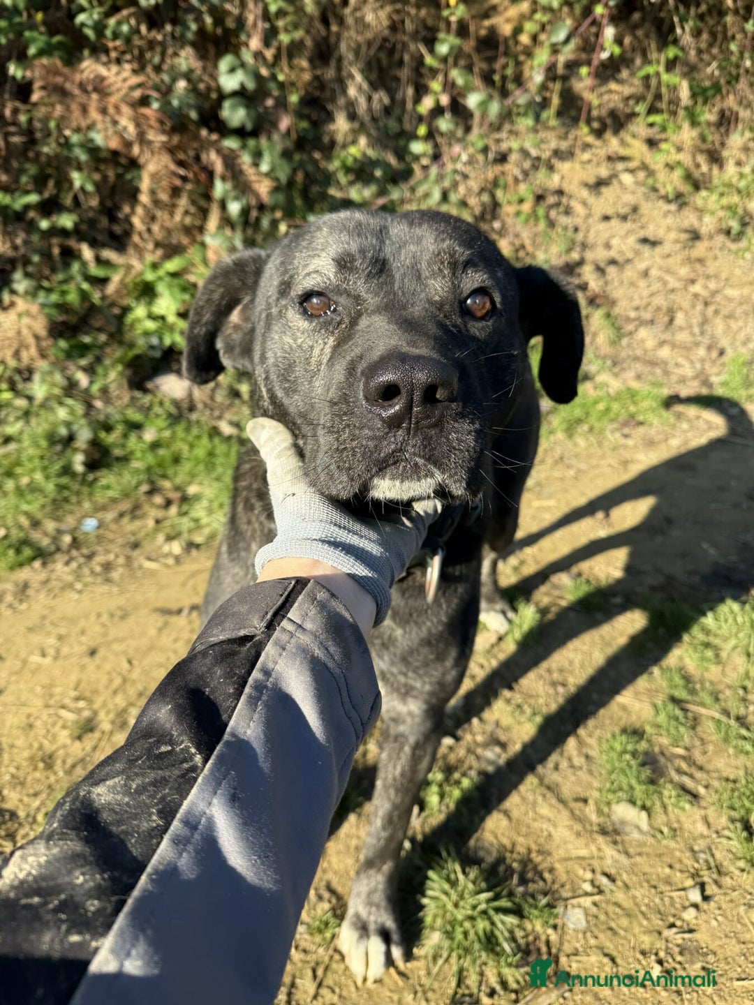 Meticcio cani in regalo: HERCULES, molosso dalla bontà unica! - Annuncio 10