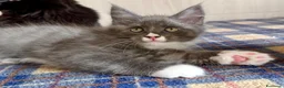 Maine Coon gatti in vendita: Cuccioli maine coon con pedigree - Annuncio 9