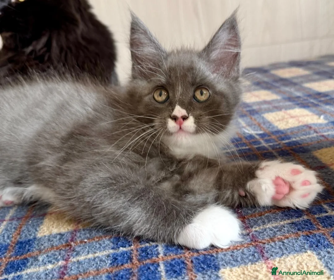 Maine Coon gatti in vendita: Cuccioli maine coon con pedigree - Annuncio 9