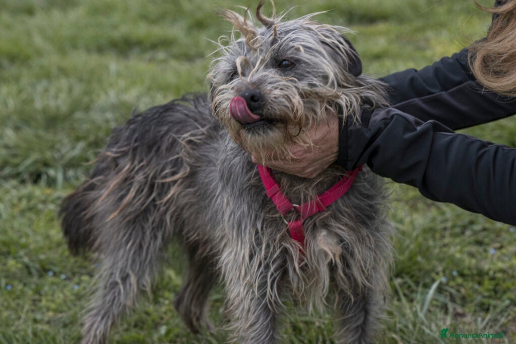 Meticcio cani ARAMIS, meticcio furbetto in adozione a Città metropolitana di Milano - Annuncio 23