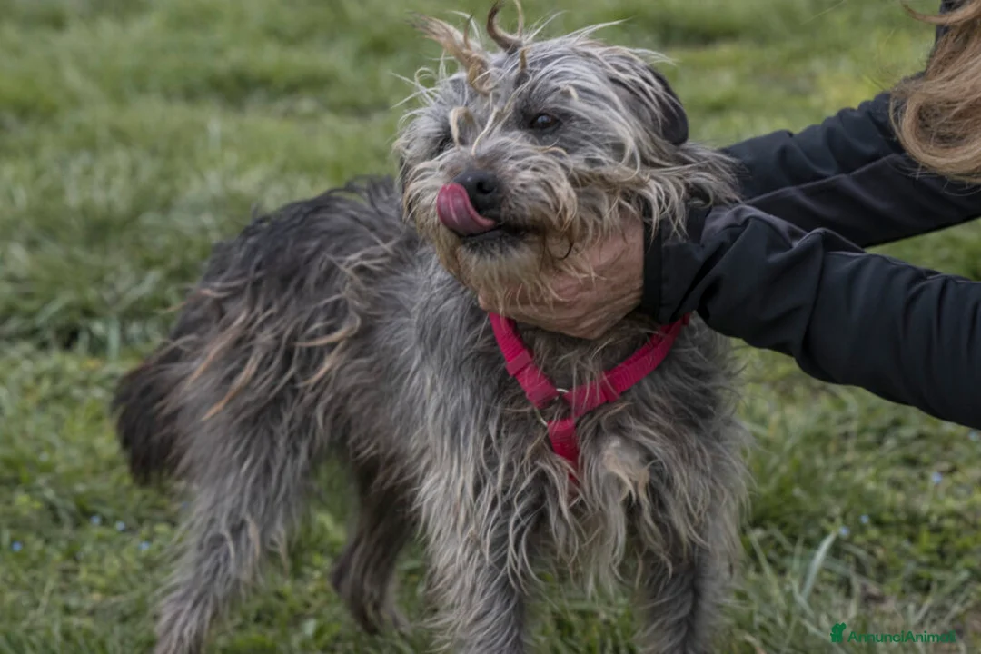 Meticcio cani in regalo: ARAMIS, meticcio furbetto in adozione a Città metropolitana di Milano - Annuncio 1