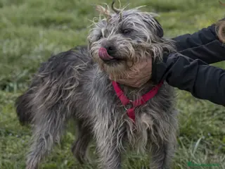 Meticcio cani in regalo: ARAMIS, meticcio furbetto in adozione a Città metropolitana di Milano - Annuncio 4
