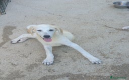 Meticcio cani in regalo:  AKI  - Immagine 17