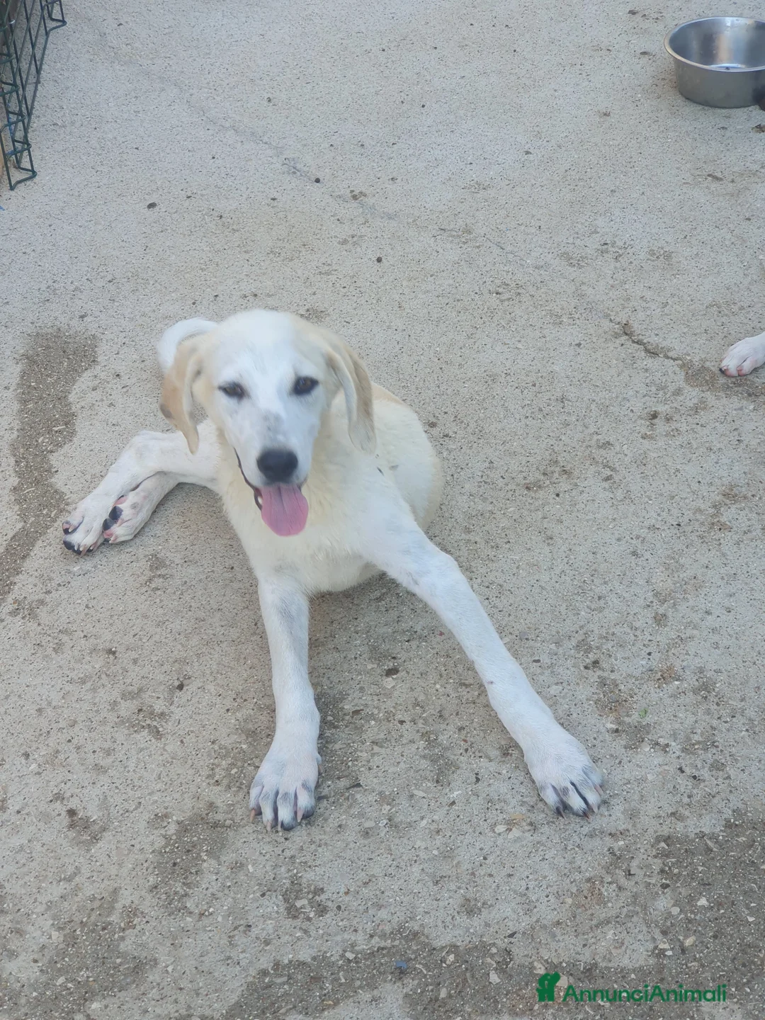 Meticcio cani in regalo:  AKI  - Annuncio 17