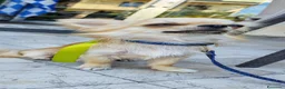 Chihuahua cani per accoppiamento: Chihuahua maschio cerca femmina per accoppiamento  a Provincia di Forlì-Cesena - Annuncio 4