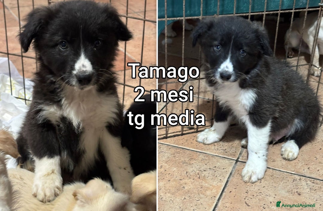Meticcio cani in regalo: CUCCIOLI ABBANDONATI: URGENTE  - Annuncio 10