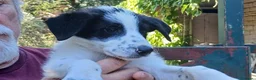 Meticcio cani in regalo: LA SPLENDIDA BELINDA HA BISOGNO DI UNA CASA - Annuncio 3