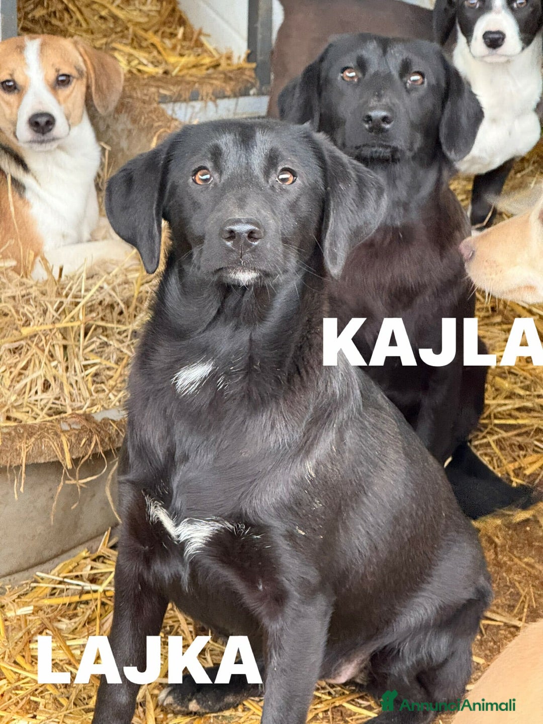 Meticcio cani in regalo: LAJKA 6 KAJA, cucciole invisibili.  - Annuncio 8