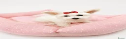 Maltipoo cani in vendita: Maltipoo toy femmina  - Annuncio 6