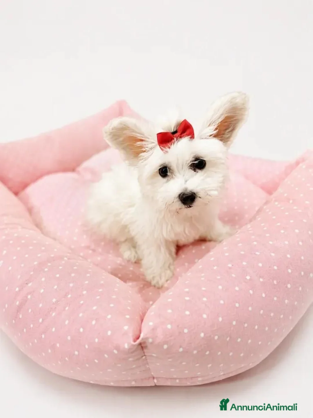 Maltipoo cani in vendita: Maltipoo toy femmina  - Annuncio 6