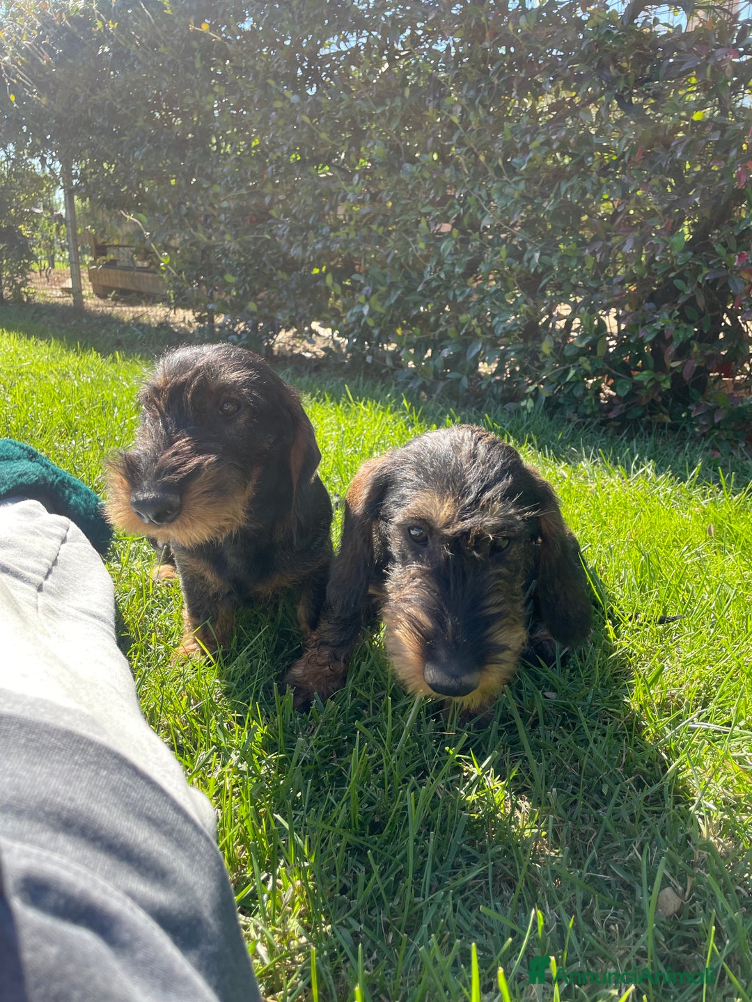 Bassotto cani in vendita: Cuccioli di bassotto a pelo duro - Annuncio 1