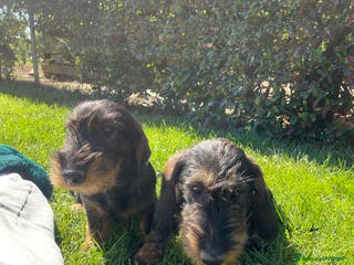 Bassotto cani Cuccioli di bassotto a pelo duro - Annuncio 17