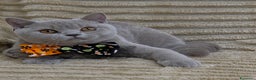 British gatti in vendita: British shorthair pedigree  - Annuncio 6