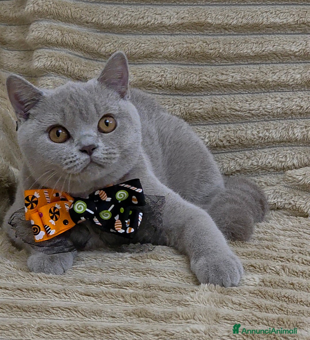 British gatti in vendita: British shorthair pedigree  - Annuncio 6