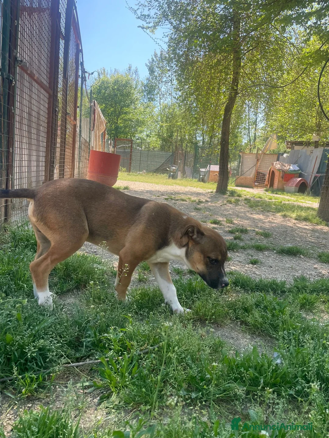 Pitbull cani in regalo: Choco bellissimo cucciolone simil pitbull - Annuncio 2
