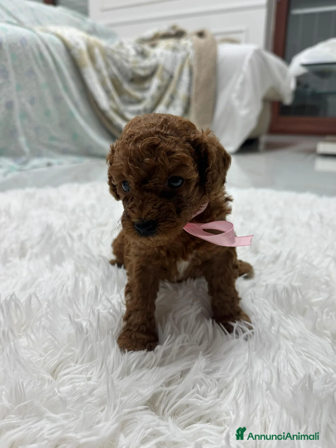 Meticcio cani in vendita: Barboncini red - Annuncio 6