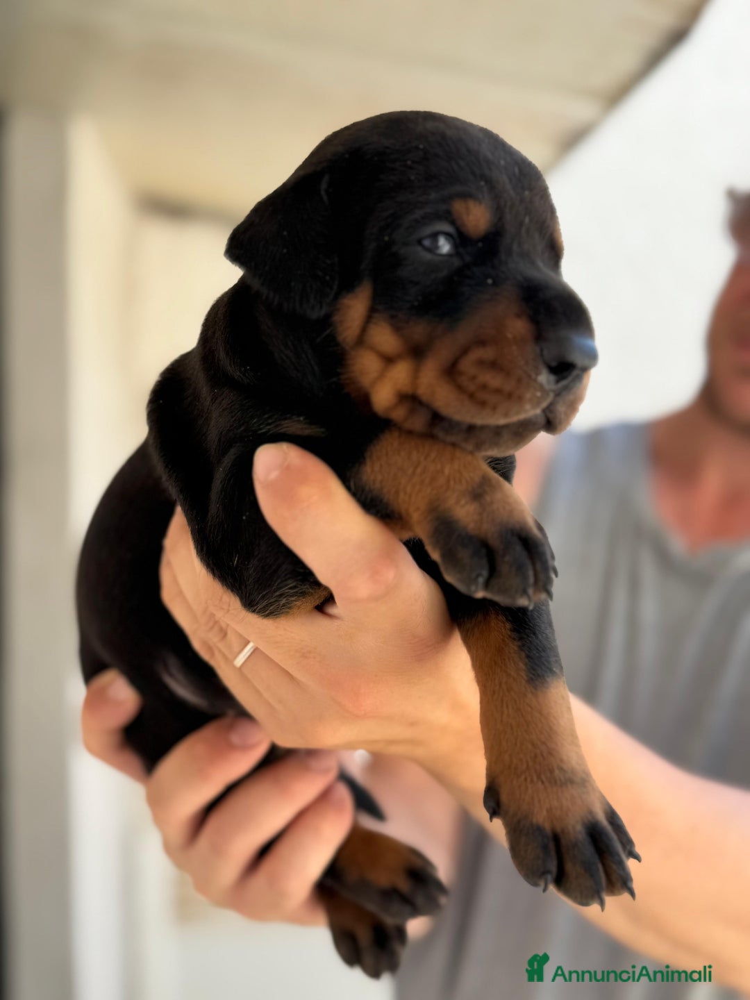 Dobermann cani in vendita: Cuccioli dobermann  a Provincia di Brindisi - Immagine 4