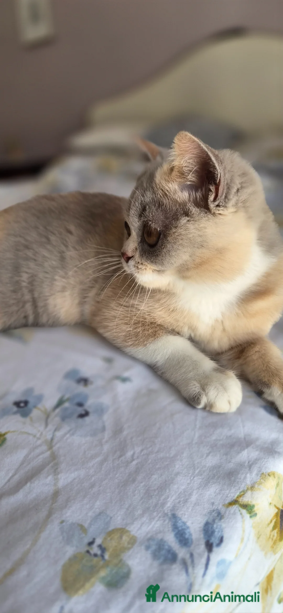 British gatti in vendita: British shorthair  - Annuncio 2