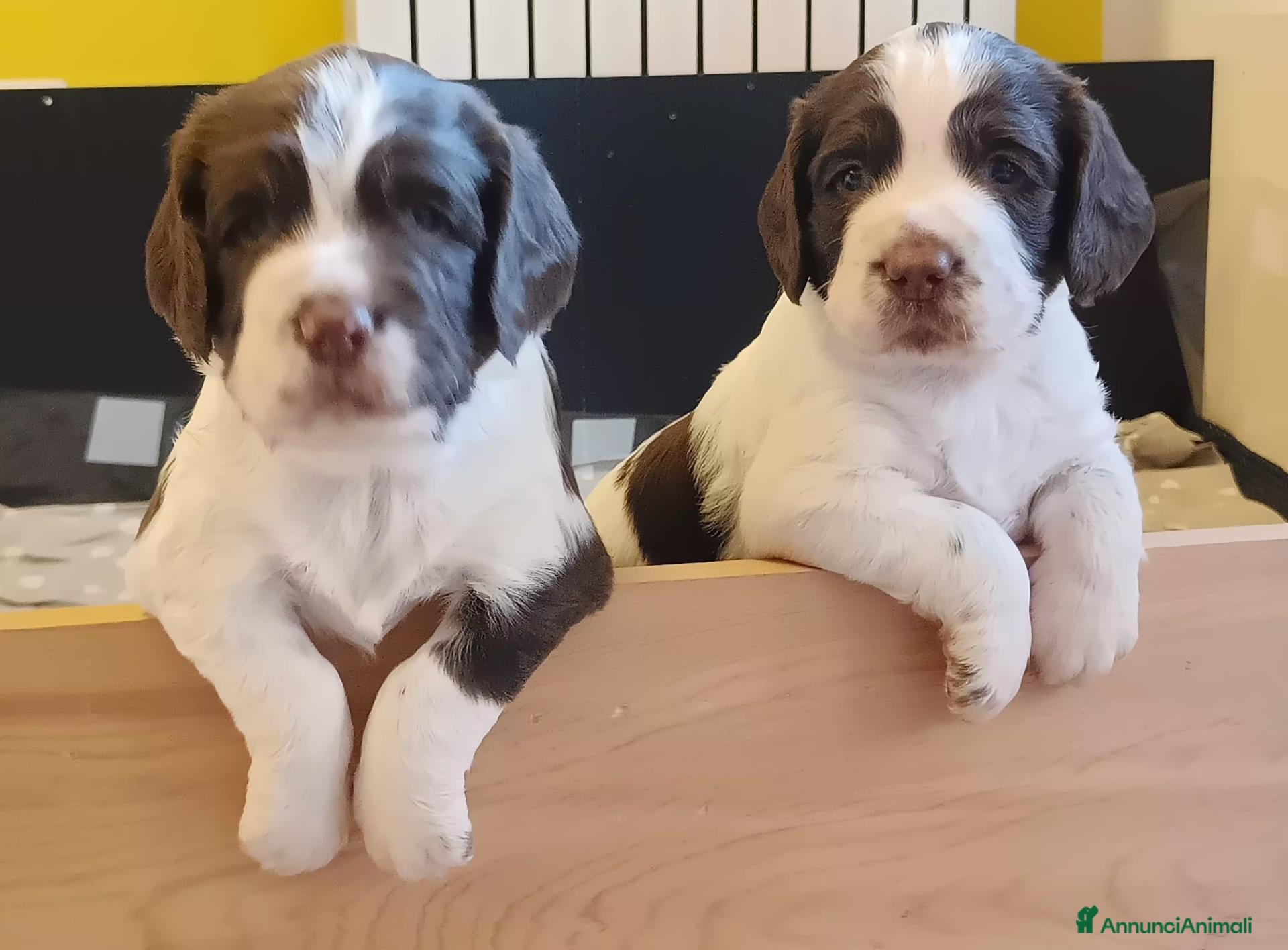 Springer Spaniel Inglese cani Cuccioli Springer Spaniel Inglese - Annuncio 11