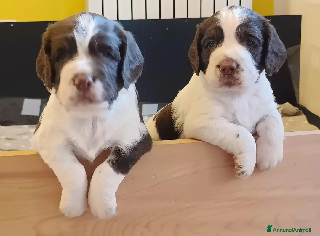 Springer Spaniel Inglese cani in vendita: Cuccioli Springer Spaniel Inglese a Città metropolitana di Roma Capitale - Annuncio 1