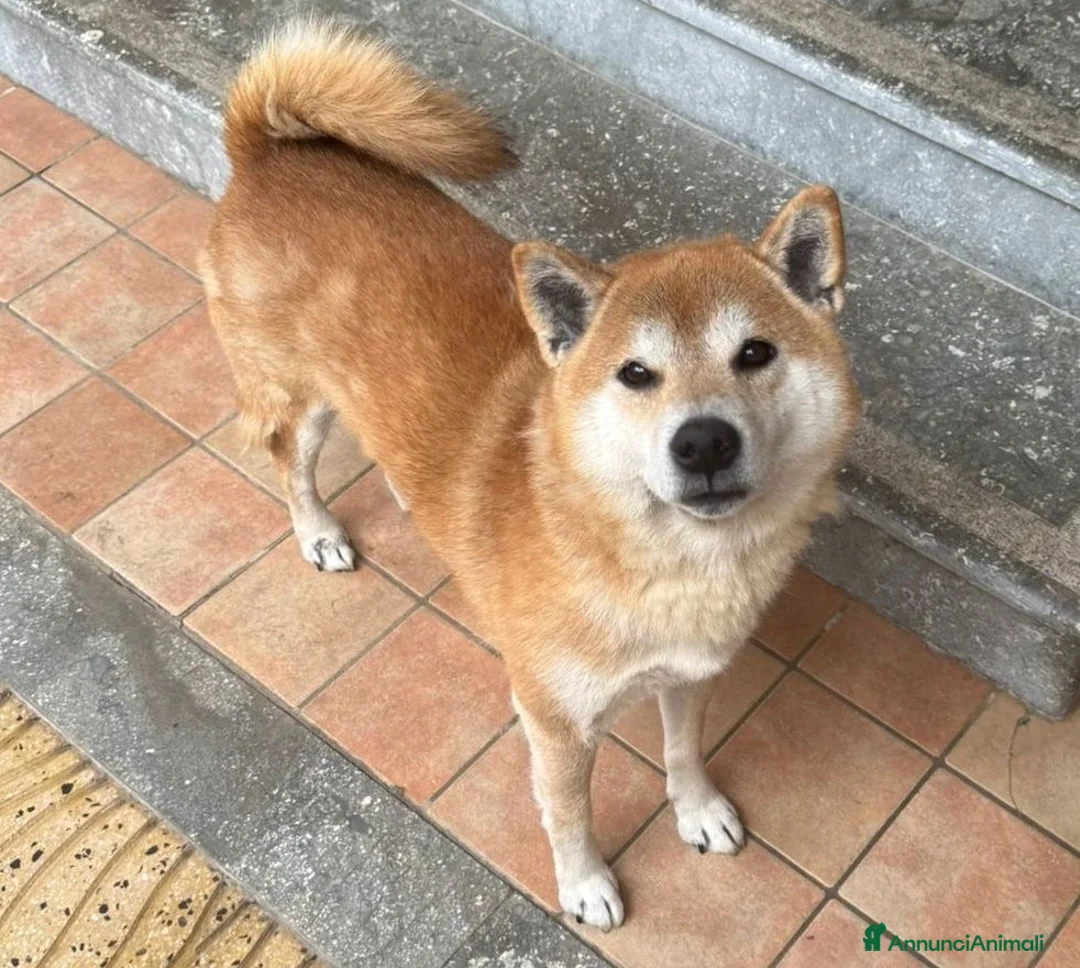 Shiba Inu cani in regalo: Shungo - Annuncio 1