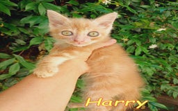 Europeo gatti in regalo:  Harry , un mese e mezzo di pura dolcezza! a Città metropolitana di Roma Capitale - Immagine 2