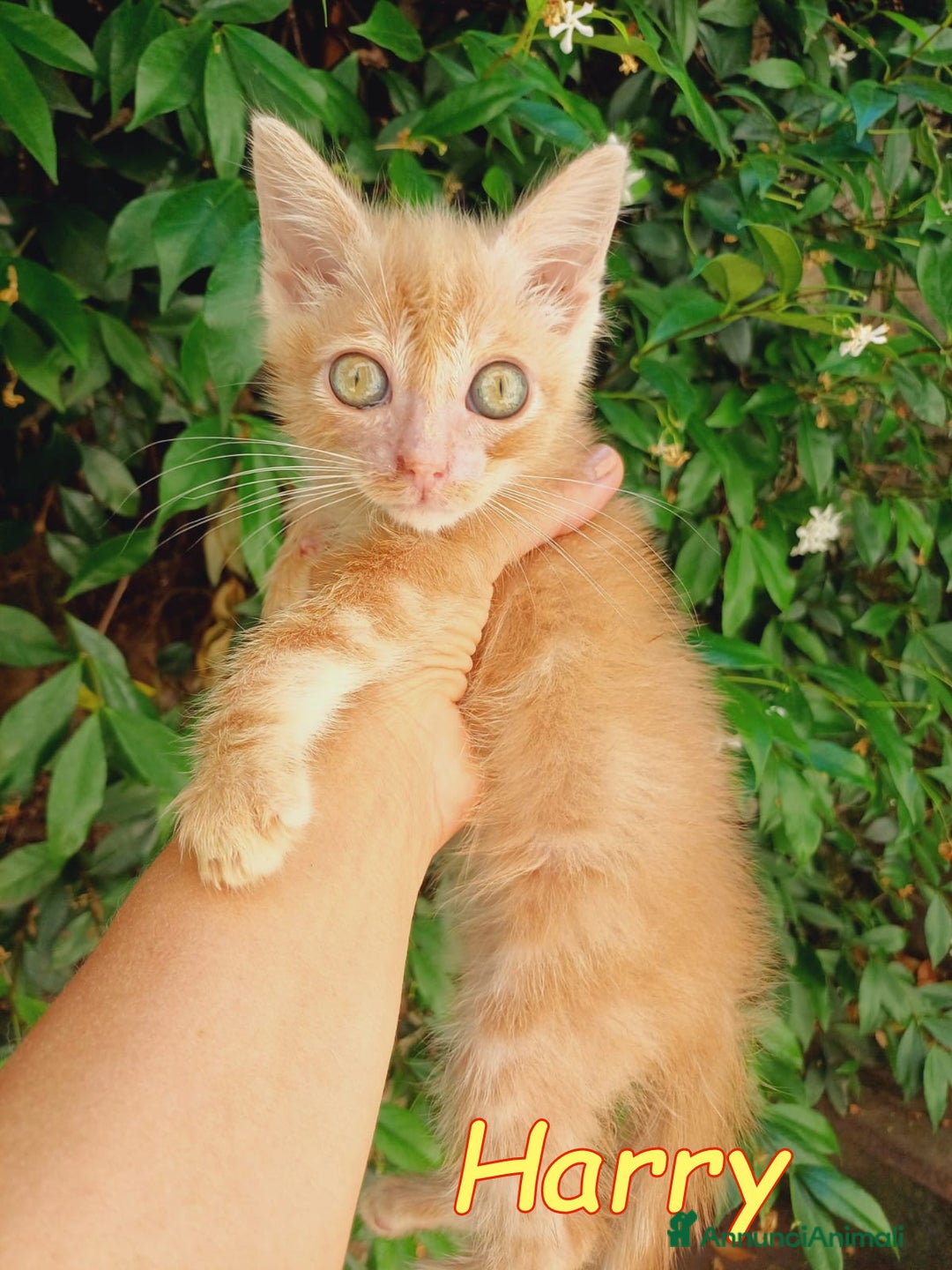 Europeo gatti in regalo:  Harry , un mese e mezzo di pura dolcezza! a Città metropolitana di Roma Capitale - Immagine 2