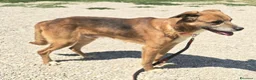 Meticcio cani in regalo: Jerry 4 anni Taglia media piccola  - Annuncio 5