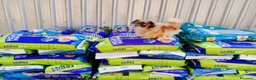Pechinese cani in regalo: Peggy, un amore di pechinese - Annuncio 1